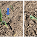 Figure 2. Suspected heat damage on corn due to hot soil temperatures at emergence.