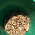 Figure 1. Pheromone bucket trap showing armyworm moths.