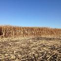 Grain corn crop in the Delta, at harvest.