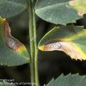 Figure 1. Ascochyta blight on garbanzo bean leaves.