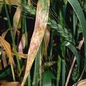 Figure 1. Septoria leaf blotch leaf lesions.