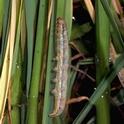 Armyworm larva