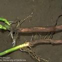 Figure 1. Fusarium root rot of bean.