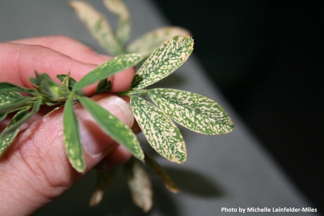 Potassium (K) deficiency in alfalfa exhibits white spots on the leaves.