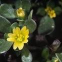 Figure 1. Common purslane. Photo courtesy UC IPM.