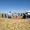 June 5, 2018 Small Grains and Soil Health Meeting on Staten Island in San Joaquin County. Photo courtesy of Mark Lundy.