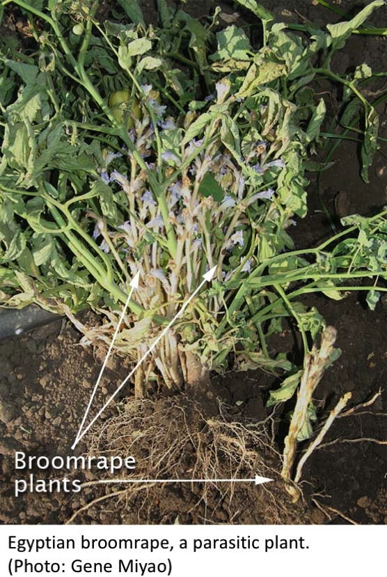 Fig. 1. Broomrape on tomato.