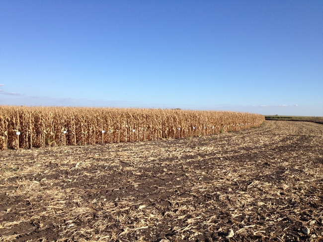 UCCE Delta field corn variety trial.