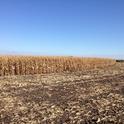 UCCE Delta field corn variety trial.