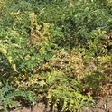 Figure 1. Garbanzo leaf yellowing and necrosis indicative of Fusarium wilt.