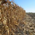 Field corn variety trial.