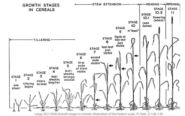 Figure 1 Feeke's scale of cereal growth stages