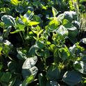 Cowpea cover crop with volunteer triticale