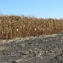 UCCE Delta field corn variety trial