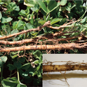 Figure 2. Clover root curculio larvae are white and feed on the roots. The damage appears as root gouging or scars, which can serve as entry points for disease. (Photo courtesy R. Long, R. Wilson, I. Grettenberger, and J. Ramirez Bonilla)