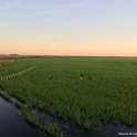 Figure 1. Delta rice is entirely drill-seeded, in contrast to the water-seeding done in the Sacramento Valley.