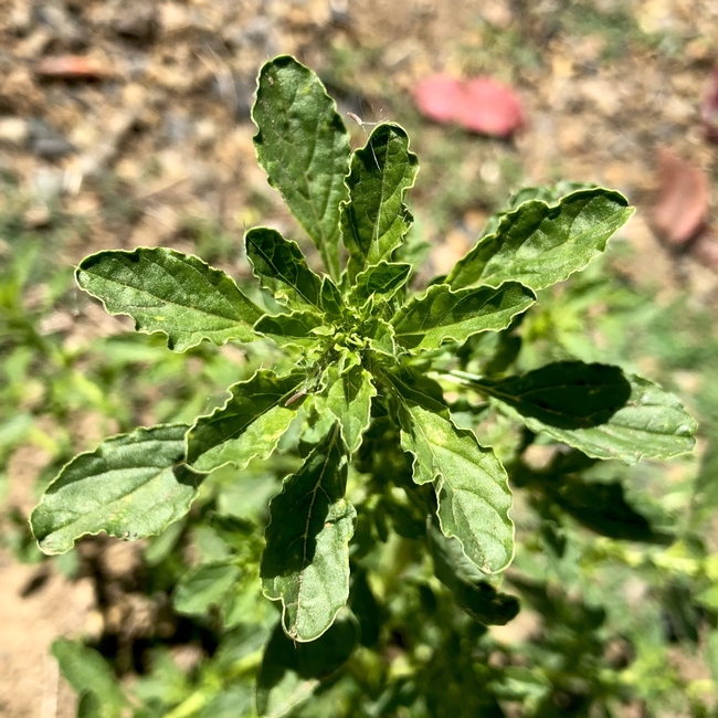 Tumble pigweed leaves