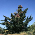 Cypress Canker