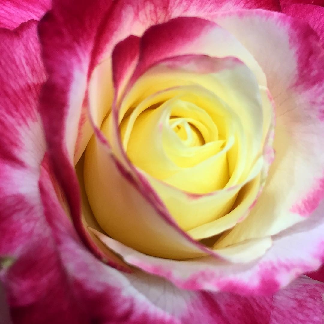 Roses - UC Master Gardeners- Diggin' it in SLO - ANR Blogs