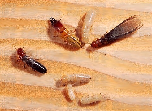Dry wood termites - what is the difference?