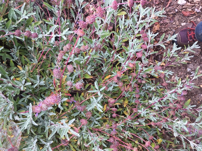 Grey Sage