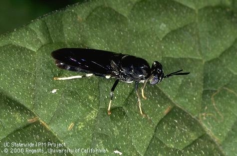 The Soldier Fly is found in compost all over North America.  The fly itself only lives two days and does not bite or carry any diseases.