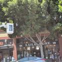 Dr. David Headrick elevated into tree canopy placing mesh cages around infested branches of ficus tree on Higher Street, downtown SLO.