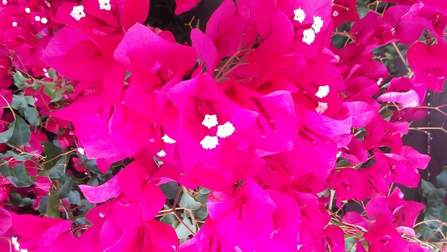 Bougainvillea - UC Master Gardeners- Diggin' it in SLO - ANR Blogs