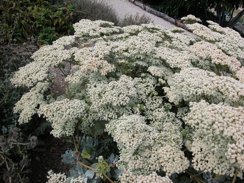 California buckwheat is a beautiful native that is in full bloom in the fall.