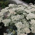 Eriogonum giganteum