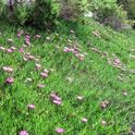 A patch of highway iceplant, Carpobrotus edulis. Photo by Mitch Barrie, Flickr.com.