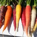 Each color in this rainbow's array of carrots is actually a different variety of carrot. Photo by Manuel Jimenez.