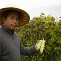 Michael Yang, UC Cooperative Extension agricultural assistant who also speaks Hmong, picks bittermelon from the many varieties at Tchieng Farms.