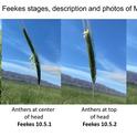 Figure 1. Feekes stages, description and photos of Merced rye.
