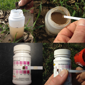 Measuring soil nitrate in the field.