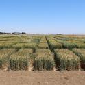 2020 UC Small Grain Trial, Fresno