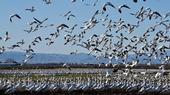 Snow geese and Ross's geese foraging in alfalfa hay in the Sacramento Valley, 2021. Photo: Steven Beckley, Woodland, CA