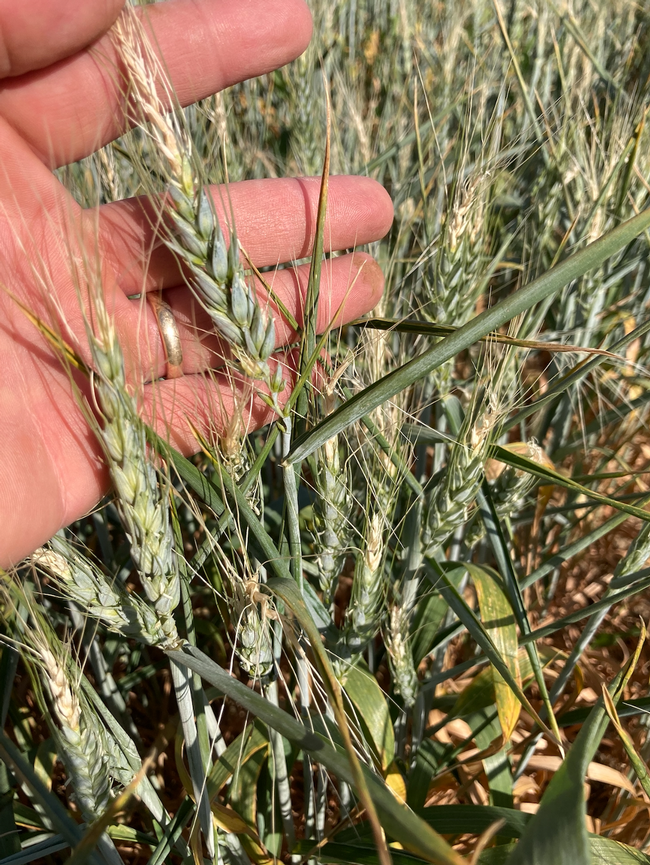 Blanks in Drought Stressed Wheat