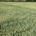 Figure 6: Patchy patterns caused by drought stress and variations in soil. Knowing where textural changes occur in a field can help catch symptoms of stress early