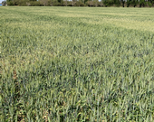 Figure 6: Patchy patterns caused by drought stress and variations in soil. Knowing where textural changes occur in a field can help catch symptoms of stress early