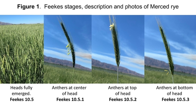 Images of Merced rye at various stages of anthesis.
