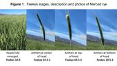 Images of Merced rye at various stages of anthesis.