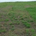 grass herbicide and stipa