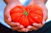 Fresh Heirloom Tomato