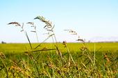 Hedgerows in Rice Field