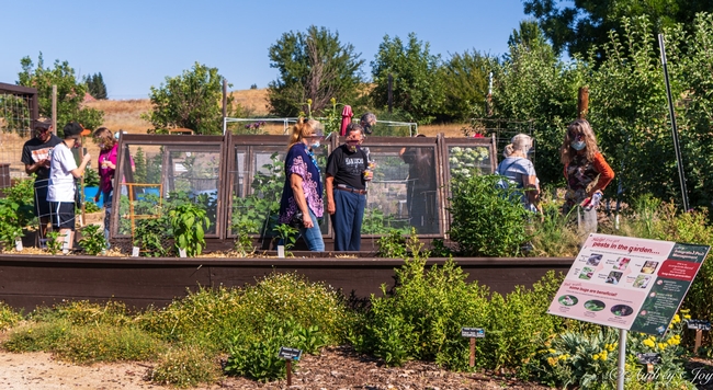 Raised bed vegetable garden with a group of eight people scattered throughout looking at plants, pests and flowers.