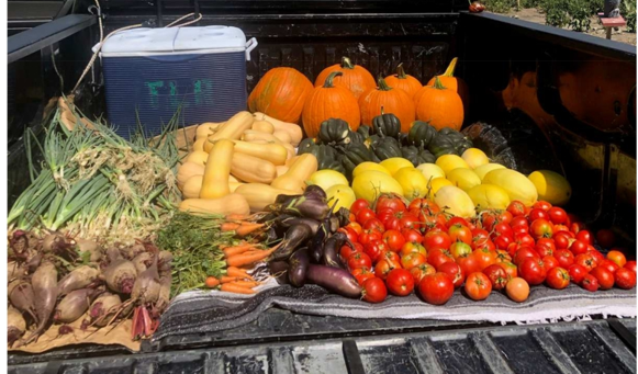 Truck bed filled with colorful, harvested vegetables: beets, eggplants, tomatoes, acorn squash, spaghetti squash, pumpkins, carrots and butternut squash.
