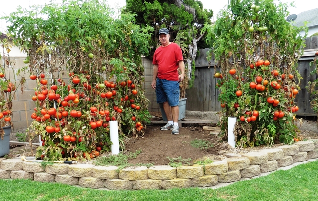Man standing in his garden surrounded by tomatoes.
