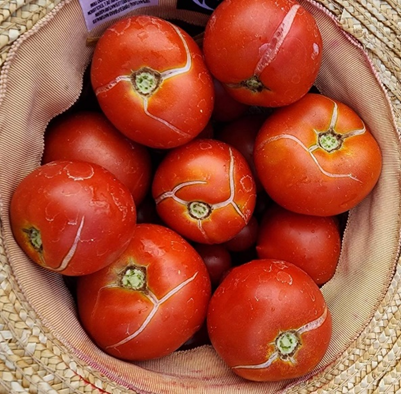 A grouping of tomatoes on a plate with signs of cracking in the skin