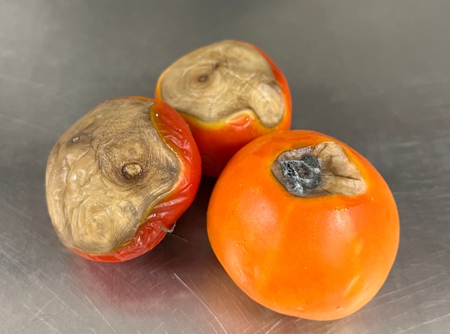 Three orange and red tomatoes with brown rotten ends.